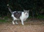Gatti toscani - Un simpatico micio con la zampa alzata a Baratti - Fotografia gatto micio Toscana
