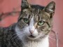 Gatti toscani - Una bella gatta dagli occhi verdi - Fotografia gatto micio Toscana