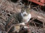 Gatti toscani - Una micia arrampicata su una pergola di vite americana - Fotografia gatto micio Toscana