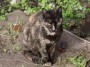 Gatti toscani - Una gatta pezzata con la lingua di fuori - Fotografia gatto micio Toscana
