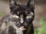 Gatti toscani - Un gatta pezzata mostra la lingua - Fotografia gatto micio Toscana
