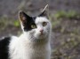 Gatti toscani - Micetto bianco e nero dallo sguardo attonito - Fotografia gatto micio Toscana
