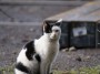 Gatti toscani - Simpatico gatto all