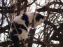 Gatti toscani - Un gatto bianco e nero si arrampica su una pergola - Fotografia gatto micio Toscana