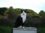 Gatti toscani - Elegante gatto bianco e nero della comunità felina di Baratti Piombino - Fotografia gatto micio Toscana