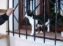 Gatti toscani - Gattino curioso su una finestra di Porto Azzurro Isola d