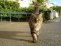 Gatti toscani - Gatto dal pelo lungo sul porto di Porto Azzurro - Fotografia gatto micio Toscana