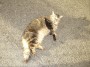 Gatti toscani - A Porto Azzurro un gatto si rotola per terra chiedendo le coccole - Fotografia gatto micio Toscana
