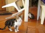 Gatti toscani -  - Fotografia gatto micio Toscana