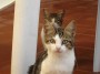 Gatti toscani - Due spelndidi gattini guardano incuriositi a Porto Azzurro Isola d