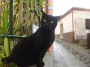 Gatti toscani - Un gatto nero si sporge da un muretto per vedere meglio cosa accade intorno - Fotografia Porto Azzurro Isola d