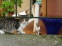 Gatti toscani - Due bei gattini giocano su una terrazza - Fotografia Porto Azzurro Isola d