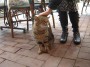 Gatti toscani - Un gattone si fa fare le coccole fra i tavoli di un ristorante a Porto Azzurro Isola d