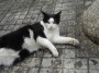 Gatti toscani - Gatto bianco e nero disteso a Marciana Isola d