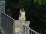 Gatti toscani - Gatto sul muretto di una strada di Marciana Isola d