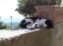 Gatti toscani - Un micio appisolato accanto ad una fioriera a Marciana Isola d