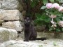 Gatti toscani - Un gatto nero fra le ortensie a Marciana Isola d