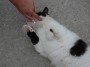Gatti toscani - Un gatto si fa fare le coccole sotto al muso - Fotografia Marciana Isola d