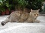 Gatti toscani - Una gatta marcianese - Fotografia Isola d