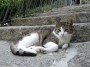 Gatti toscani - Gatto comune disteso su una scalinata a Marciana Isola d