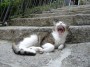 Gatti toscani - Un gatto sbadiglia mostrando le fauci, la lingua e i denti aguzzi - Fotografia Marciana Isola d