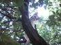 Gatti toscani - La gattina Camilla si arrampica su un albero - Fotografia gatto micio Toscana