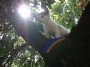 Gatti toscani - La gattina Camilla cammina sul ramo di un albero - Fotografia gatto micio Toscana