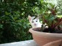 Gatti toscani - La micetta Camilla fa capolino da dietro un vaso - Fotografia gatto micio Toscana