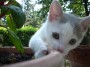 Gatti toscani - La micetta Camilla cerca di catturare qualcosa all