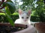 Gatti toscani - La gattina Camilla osserva attonita - Fotografia gatto micio Toscana