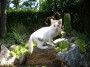 Gatti toscani - La micia Camilla si arrampica su una roccia in un giardino - Fotografia gatto micio Toscana