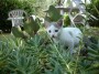 Gatti toscani - La micetta Camilla caccia fra le piante di un giardino - Fotografia gatto micio Toscana