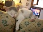 Gatti toscani - La gattina Camilla dorme su un divano in salotto - Fotografia gatto micio Toscana