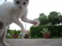 Gatti toscani - La gattina Camilla spicca un balzo con gli artigli estratti - Fotografia gatto micio Toscana