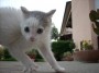 Gatti toscani - La micetta Camilla atterra dopo un balzo - Fotografia gatto micio Toscana