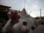 Gatti toscani - La gatta Camilla mostra la zampa con gli artigli - Fotografia gatto micio Toscana