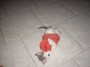Gatti toscani - La gattina Camilla gioca con un calzino rosso - Fotografia gatto micio Toscana