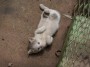 Gatti toscani - La micina Camilla si gira sulla schiena - Fotografia gatto micio Toscana