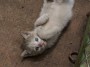 Gatti toscani - La gattina Camilla gioca rotolandosi sulla schiena - Fotografia gatto micio Toscana