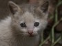 Gatti toscani - Primo piano del musino con gli occhi azzurri della gattina Camilla - Fotografia gatto micio Toscana