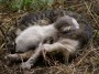 Gatti toscani - La gattina Camilla dorme distesa sul ventre di mamma gatta - Fotografia gatto micio Toscana