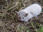Gatti toscani - La gattina Camilla si acquatta giocando in un prato - Fotografia gatto micio Toscana