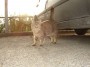 Gatti toscani - Gatto al sole del tramonto di San Vincenzo - Fotografia gatto micio Toscana