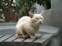 Gatti toscani - Un gatto dal muso strano a Saturnia - Fotografia gatto micio Toscana