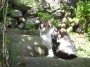 Gatti toscani - Un bel gatto in un giardino a Marciana Isola d