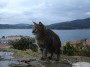Gatti toscani - Gatto elbano con lo sfondo della baia di Portoferraio Isola d