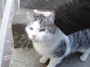Gatti toscani - Un gatto tigrato e bianco e egrigio si fa accarezzare la testa all