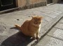 Gatti toscani - Un bel gatto rosso su un marciapiede all