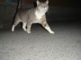 Gatti toscani - Un gatto di Castiglione della Pescaia fa un