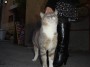 Gatti toscani - Un gatto si fa fare le coccole e le carezze sulla testa a Castiglione della Pescaia - Fotografia gatto micio Toscana